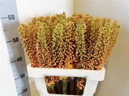 <h4>EREMURUS SH COR BEAU</h4>