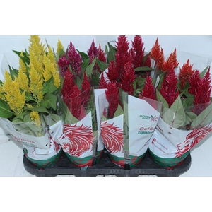 CELOSIA P14 VARIADO