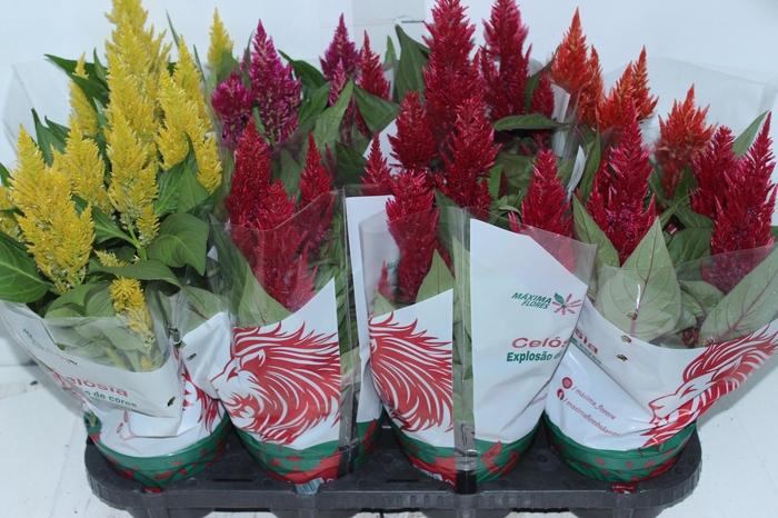 <h4>CELOSIA P14 VARIADO</h4>