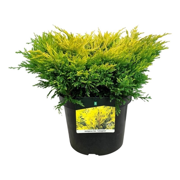 <h4>Juniperus hor. 'Limeglow'</h4>