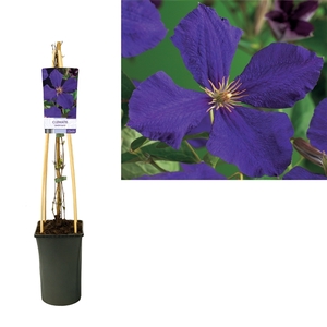 Clematis 'Jackmanii' +light label