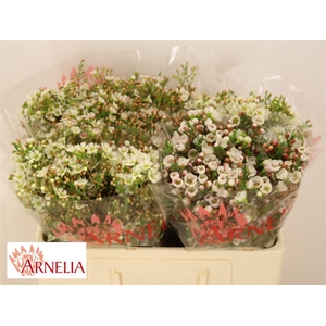 Chame Uncinatum White