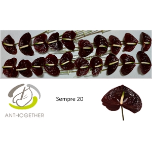 Anthurium Andreanum Grp Sempre