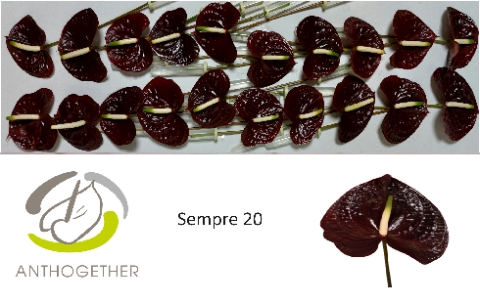 <h4>Anthurium Andreanum Grp Sempre</h4>