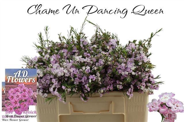 <h4>CHAME UN DANC QUEEN</h4>