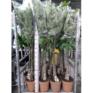 Pachira aquatica