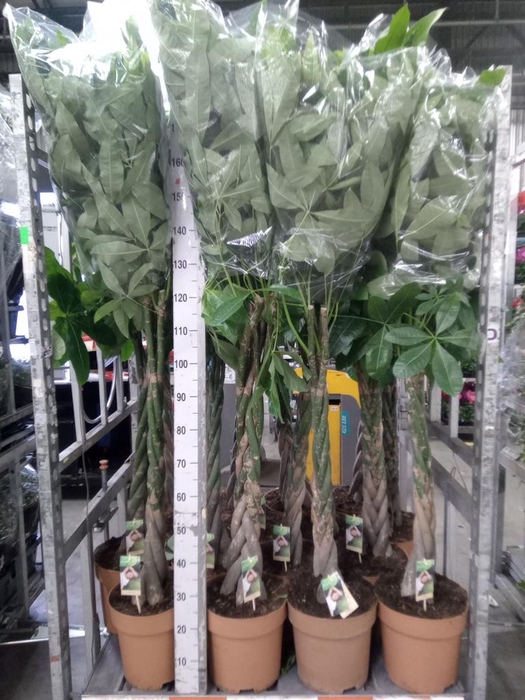 <h4>Pachira aquatica</h4>