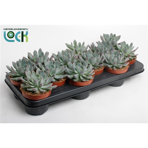 <h4>Echeveria Pelisuda</h4>