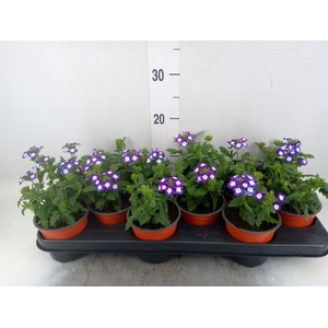 Verbena   ...mix