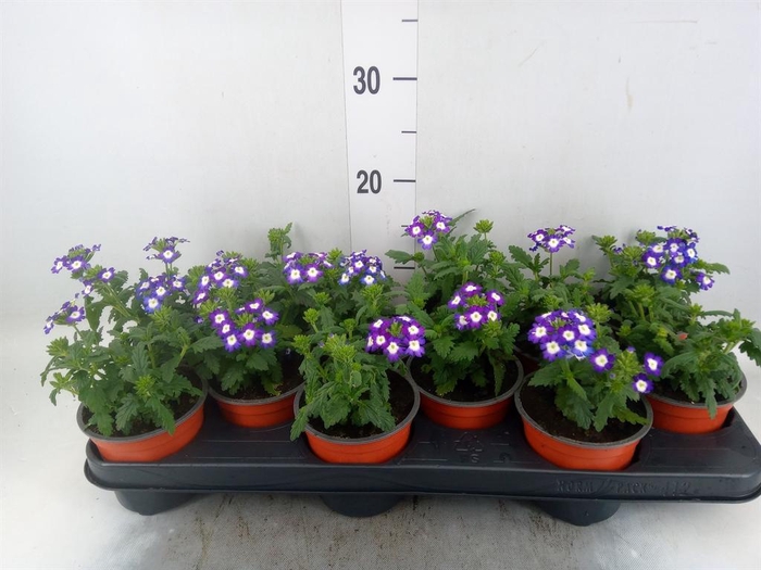 <h4>Verbena ...mix</h4>