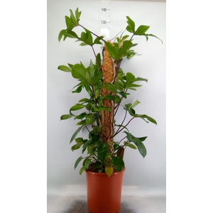 Philodendron pedatum