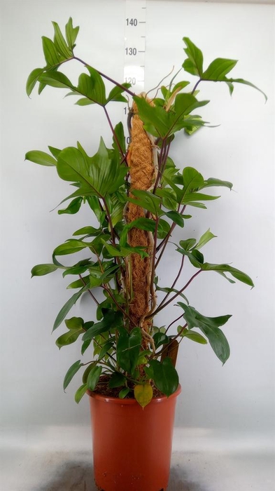 <h4>Philodendron pedatum</h4>