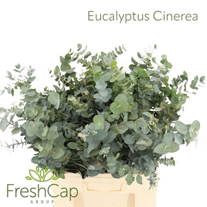 Eucalyptus cinerea   ../bos