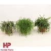 Rhipsalis Mix