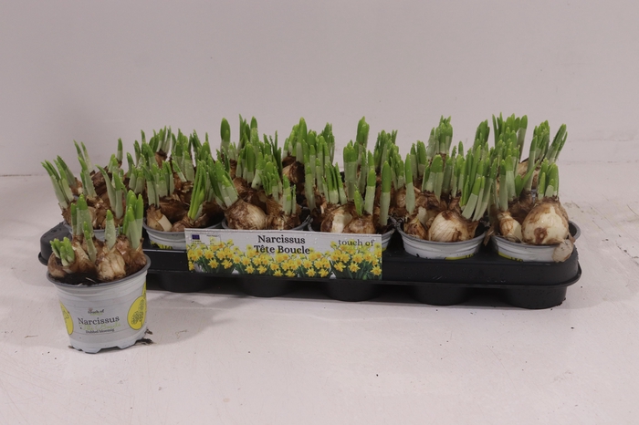 <h4>NARC D TETE BOUCLE</h4>