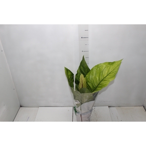 ANTHURIUM HOOKERI P14