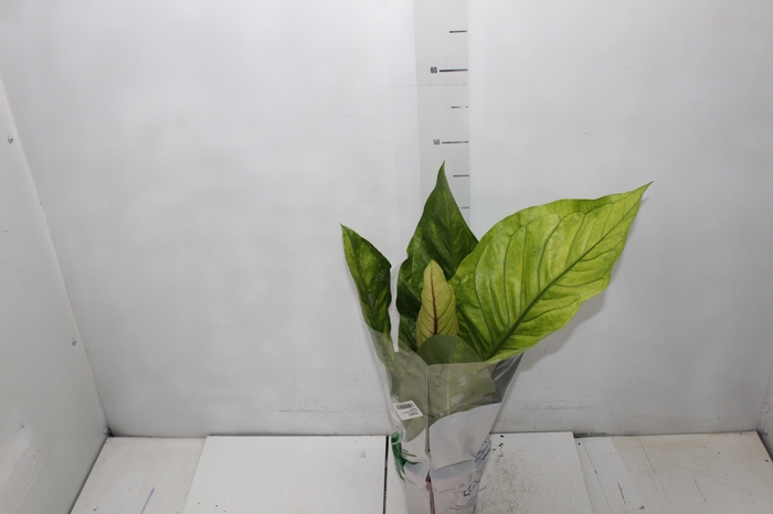 <h4>ANTHURIUM HOOKERI P14</h4>