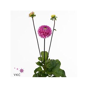 Dahlia happy hour