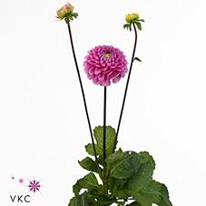 <h4>Dahlia happy hour</h4>