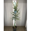 CEDRUS L GLAUCA  150CM