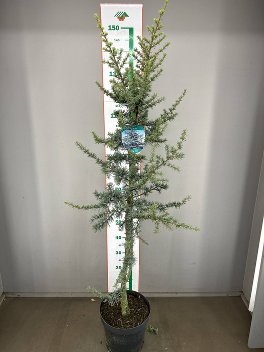 CEDRUS L GLAUCA  150CM