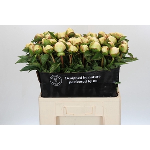 Paeonia Bridal Grace