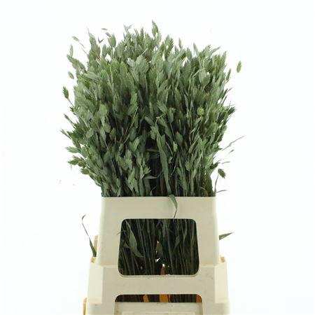 <h4>Dried Chasmanthium Latifol</h4>