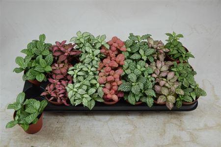 Fittonia Gemengd
