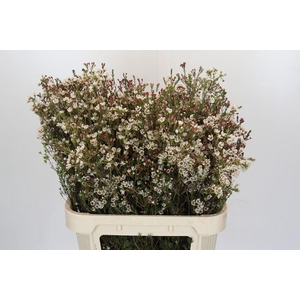 Chamelaucium Blondie