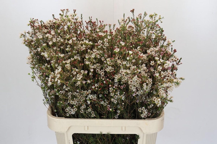 <h4>Chamelaucium Blondie</h4>