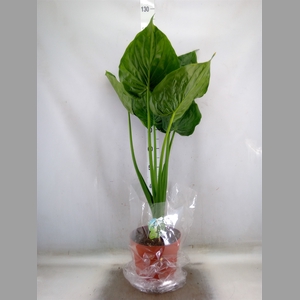 Alocasia cucullata