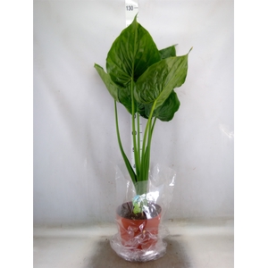 Alocasia cucullata