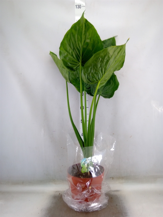 <h4>Alocasia cucullata</h4>