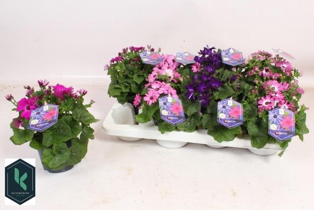 <h4>PERI C SEN GEM</h4>