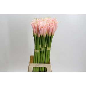 Zantedeschia Eydolls Salmon