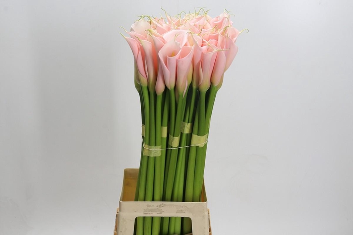 <h4>Zantedeschia Eydolls Salmon</h4>