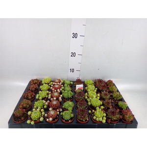 Sempervivum   ...mix