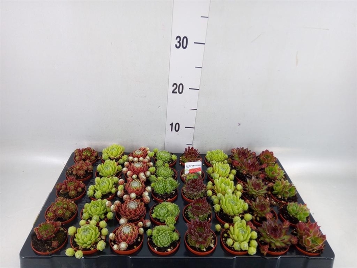 <h4>Sempervivum   ...mix</h4>