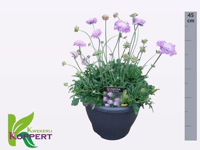 Scab Co Butterfly Bl