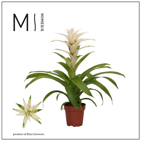 <h4>Mimesis Guzmania Suerte White - 12 cm</h4>