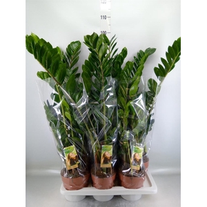 Zamioculcas zamiifolia