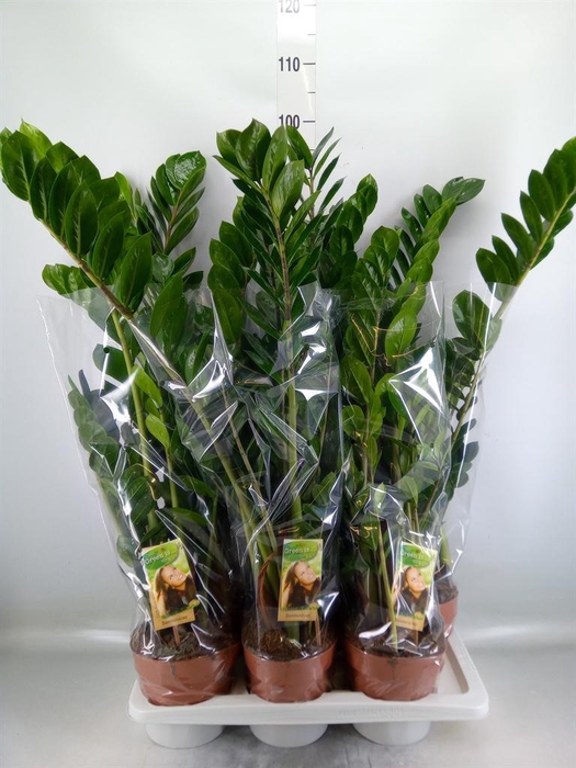 <h4>Zamioculcas zamiifolia</h4>