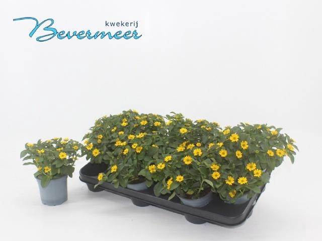 <h4>SANV PROCUMBENS</h4>