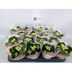 Kalanchoe blos. 'RosDon Dione'