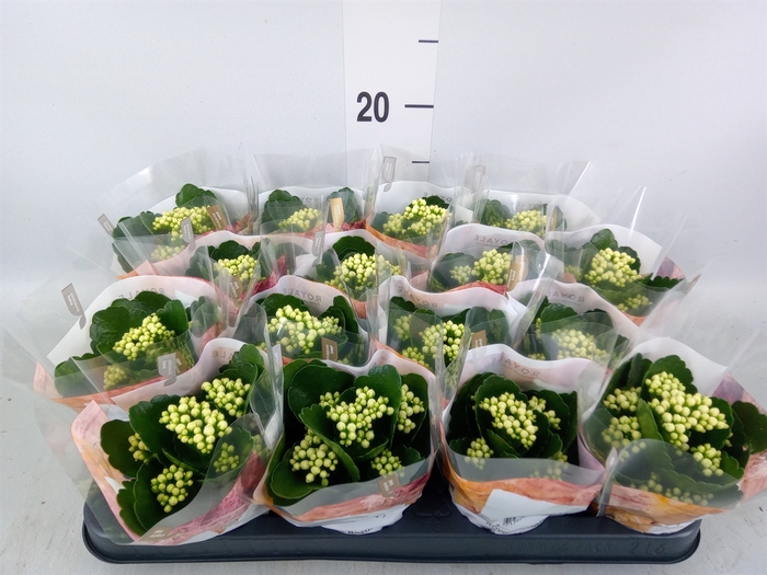 <h4>Kalanchoe blos. 'RosDon Dione'</h4>