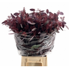 Euc. Populus Grain Absorbed Red