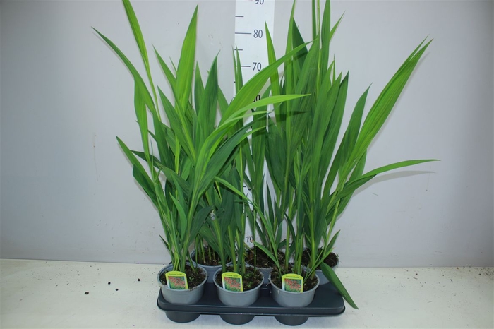 <h4>Crocosmia Lucifer</h4>