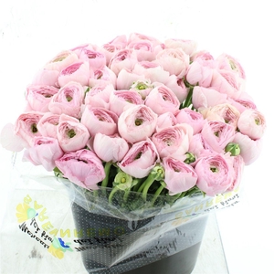 Ran Su Sr 416 Pin Super