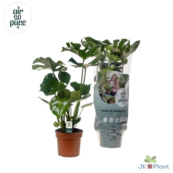 <h4>Monstera deliciosa</h4>