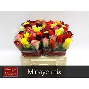 ROSA RAINBOW MINAYE